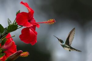 Tel le colibri
